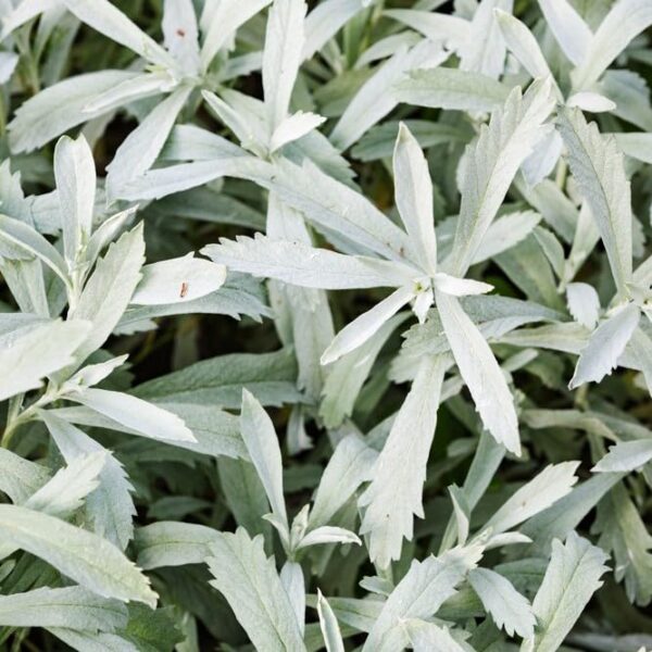 ESTAFIATE TE, Mugwort Herbal Tea 4oz (114gr) Estafiate Te | Artemisia ludoviciana | Stand Up Resealable Bag Crafted By Nature100% All Natural Fresh Tea Tea | Non-GMO | From Mexico - Image 5