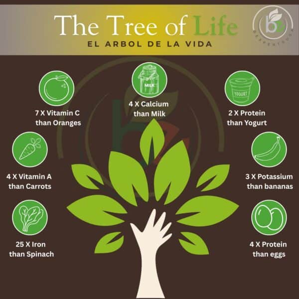 Moringa Seeds (Semillas) – 8.5 oz (Approx. 850 Seeds) – Premium Quality Moringa Oleifera – Edible – Non-GMO, Organically Grown – Superfood Rich in Nutrients – Resealable Pouch by Bexpertsusa - Image 2